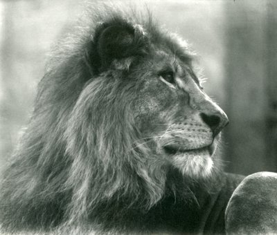 Mannelijke leeuw Kuja in London Zoo in januari 1925 door Frederick William Bond