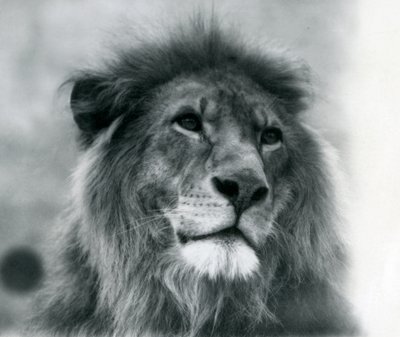 Mannelijke leeuw Kuja in London Zoo in januari 1925 door Frederick William Bond