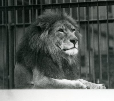 Mannelijke leeuw 