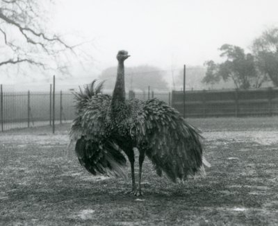 Mannelijke roepweergave door een grotere nandoe, London Zoo door Frederick William Bond