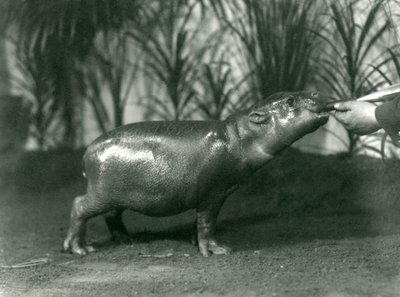 Percy, een jonge Dwergnijlpaard, met de hand gevoerd in de London Zoo, november 1923 door Frederick William Bond