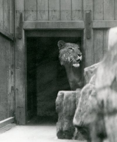 Ranji een mannelijke tijgerleeuw, London Zoo door Frederick William Bond