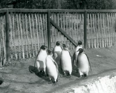 Zes Koningspinguïns wandelend naast hun zwembad in London Zoo in 1927 door Frederick William Bond