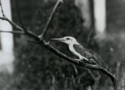 Stork-billed ijsvogel rustend op een tak, deze ondersoort is van de Sulu-archipel in de Filipijnen, London Zoo door Frederick William Bond