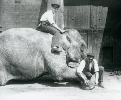 Sundermalah krijgt haar voorpoot verzorgd door een verzorger met een vijl, terwijl een andere op haar rug zit, London Zoo, augustus 1926 door Frederick William Bond