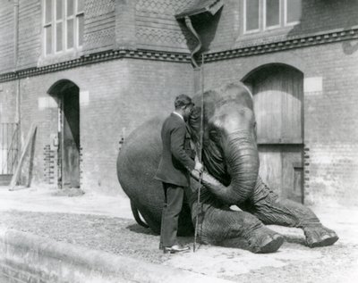 Syed Ali traint Indiarani voor het Olifantenhuis, London Zoo, augustus 1923 door Frederick William Bond