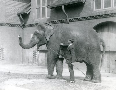 Syed Ali traint Indiarani voor het Olifantenhuis, London Zoo, augustus 1923 door Frederick William Bond