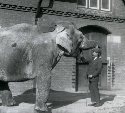 Syed Ali traint Indiarani voor het Olifantenhuis, London Zoo, oktober 1925 door Frederick William Bond