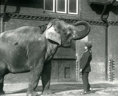 Syed Ali traint Indiarani voor het Olifantenhuis, London Zoo, oktober 1925 door Frederick William Bond