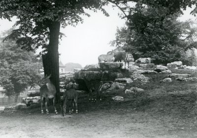Het elandantilopenverblijf in de London Zoo in 1924 door Frederick William Bond