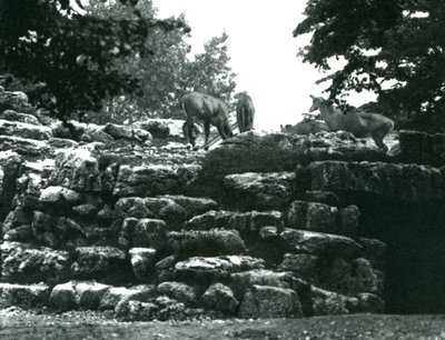Het elandantilopenverblijf in de London Zoo in juni 1924 door Frederick William Bond