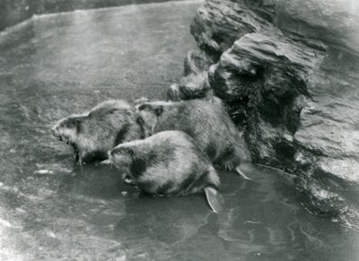 Drie bevers in hun zwembad in London Zoo, jaren 1920 door Frederick William Bond