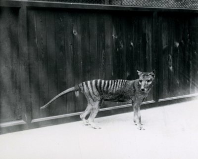 Thylacine Tasmaanse Wolf in de Londense dierentuin, voor 1930 door Frederick William Bond