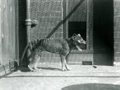 Thylacine / Tasmaanse Wolf in London Zoo in augustus 1926 (zwart-wit foto) door Frederick William Bond