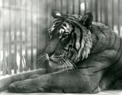 Tijger Sam in London Zoo, 1925 door Frederick William Bond