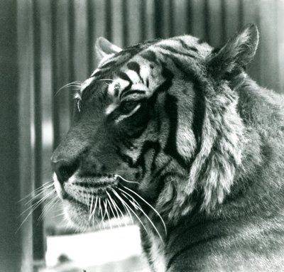 Tijger Sam in London Zoo in 1925 door Frederick William Bond
