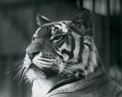 Tijgerin Sally in de London Zoo in 1927 door Frederick William Bond