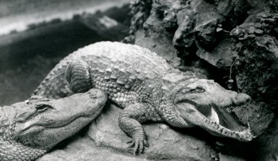 Twee Amerikaanse Alligators in de London Zoo, juli 1914 door Frederick William Bond