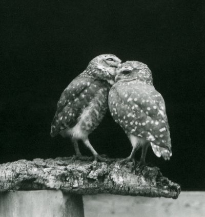 Twee gravende uilen tegenover elkaar staand aan het einde van een tak, London Zoo, juli 1926 door Frederick William Bond