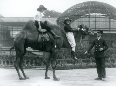 Twee cowgirls poseren op een Bactrische kameel, die wordt vastgehouden door zijn verzorger, tijdens een bezoek aan de London Zoo door Frederick William Bond