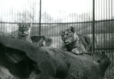 Twee leeuwenwelpen, geboren in de menagerie, in hun verblijf in de London Zoo door Frederick William Bond