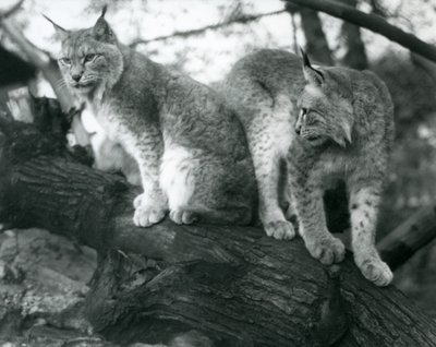 Twee Noordelijke Lynxen, een zittend en een staand, op een tak, London Zoo, oktober 1925 door Frederick William Bond