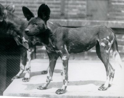 Twee Somalische wilde honden in de London Zoo, juli 1925 door Frederick William Bond