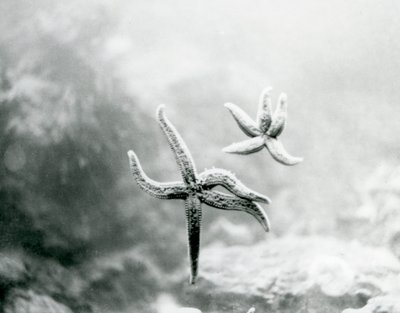 Twee zeesterren op het glas van het aquarium, die hun onderkanten laten zien in London Zoo, maart 1925 door Frederick William Bond
