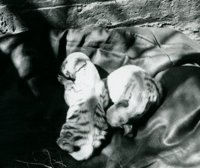 Twee gestreepte hyenawelpen in de dierentuin van Londen, ca. 1914 door Frederick William Bond