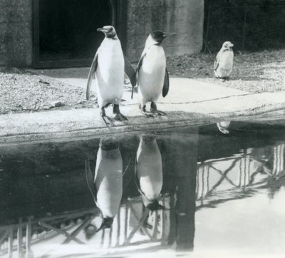 Twee volwassen koningspinguïns bij hun zwembad met hun reflecties in het water, London Zoo door Frederick William Bond