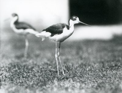 Twee zwartneksteltlopers staand op gras, London Zoo, juli 1925 door Frederick William Bond