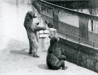 Twee bruine beren, een staand op zijn achterpoten en een zittend, kijkend vanaf de Mappin Terrassen, London Zoo, juli 1925 door Frederick William Bond