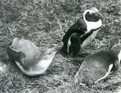 Twee jonge en een volwassen Zwartvoetpinguïns, zittend en liggend op gras, bij London Zoo april 1925 door Frederick William Bond