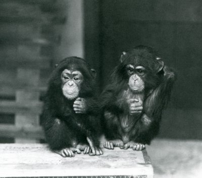 Twee jonge chimpansees zittend op een houten krat, London Zoo door Frederick William Bond