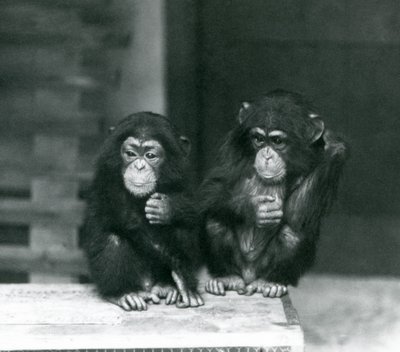 Twee jonge Chimpansees zittend op een houten krat, London Zoo door Frederick William Bond