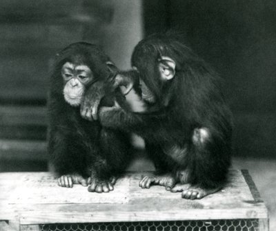 Twee jonge Chimpansees zittend op een houten krat, London Zoo door Frederick William Bond