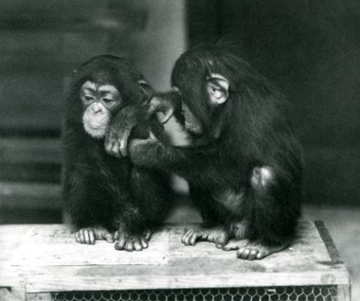Twee jonge Chimpansees zittend op een houten krat. De een zit stil terwijl de ander zijn vacht verzorgt, London Zoo door Frederick William Bond