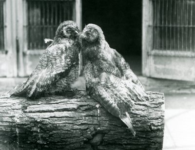 Twee jonge Laplanduilen, tegenover elkaar zittend op een boomstam, London Zoo, augustus 1926 door Frederick William Bond