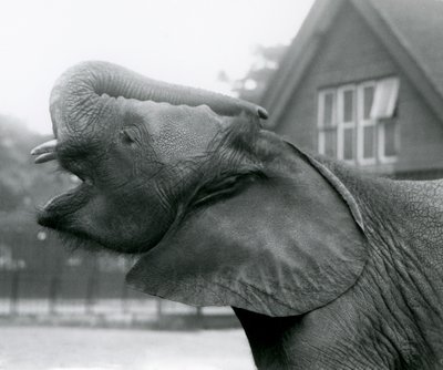 Jonge Afrikaanse Olifant Kiberenge die zijn slurf opheft en roept, London Zoo, augustus 1925 door Frederick William Bond