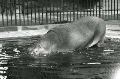 Jonge nijlpaard Bobbie gaat zijn zwembad in bij de London Zoo in augustus 1927 door Frederick William Bond