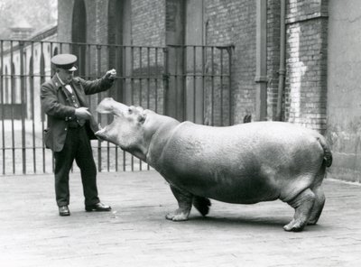 Jonge nijlpaard Bobbie met verzorger Ernie Bowman, London Zoo, juli 1923 door Frederick William Bond