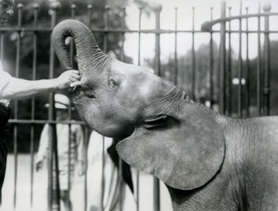 Jonge vrouwelijke Afrikaanse dwergolifant Oojah krijgt een traktatie, London Zoo, juli 1925 door Frederick William Bond