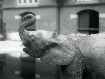 Jonge vrouwelijke Afrikaanse Dwergolifant Oojah die haar slurf opheft in London Zoo, augustus 1925 door Frederick William Bond