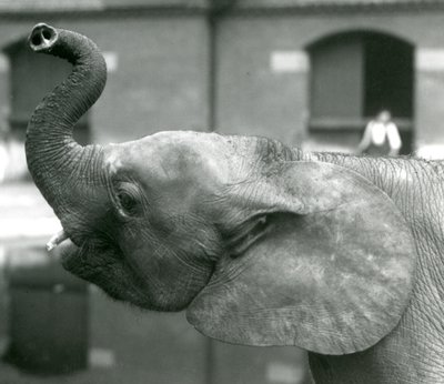 Jonge vrouwelijke Afrikaanse Dwergolifant Oojah die haar slurf opheft in de London Zoo, augustus 1925 door Frederick William Bond
