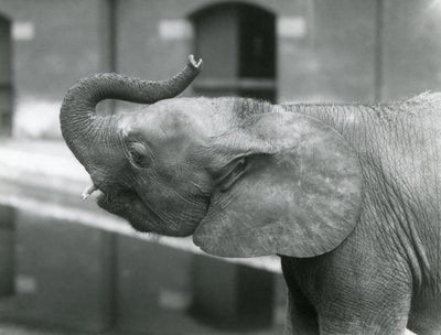 Jonge vrouwelijke Afrikaanse dwergolifant Oojah heft haar slurf in de Londense dierentuin, juli 1925 door Frederick William Bond