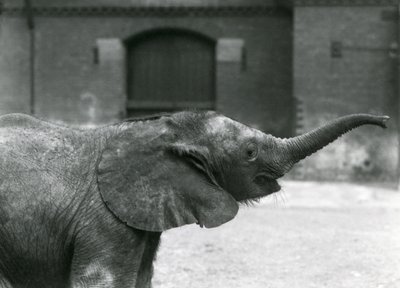 Jonge vrouwelijke Afrikaanse dwergolifant Oojah heft haar slurf voor een traktatie in de Londense dierentuin, juli 1925 door Frederick William Bond