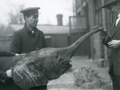 Jonge vrouwelijke Afrikaanse Dwergolifant Oojah heft haar slurf voor een traktatie in de London Zoo, juni 1925 door Frederick William Bond