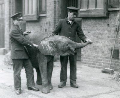 Jonge vrouwelijke Afrikaanse dwergolifant Oojah heft haar slurf voor een traktatie van haar verzorgers in de Londense dierentuin, april 1925 door Frederick William Bond