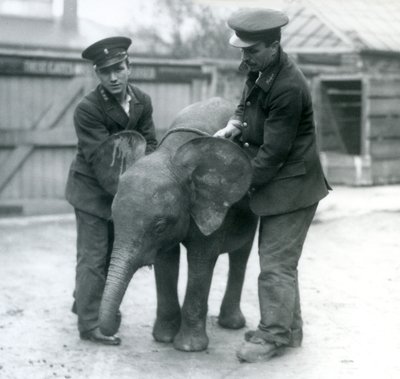 Jonge vrouwelijke Afrikaanse Pygmee-olifant Oojah met twee verzorgers in de Londense dierentuin in april 1925 door Frederick William Bond