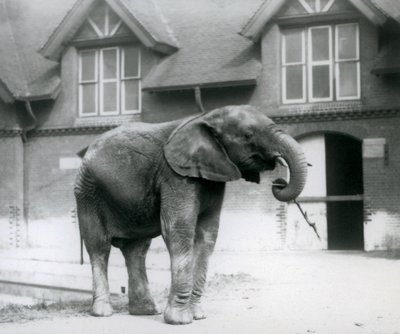 Jonge mannelijke Afrikaanse olifant Kiberenge voor het olifantenhuis, London Zoo, juni 1927 door Frederick William Bond